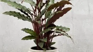 Calathea Rufibarba💚 #calathea #furry #green #trendingshorts #indoorplant #viralvideo #youtubeshorts