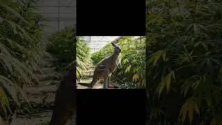 Hemp Kangaroo #hempindustry #kangaroo #greenhouse #nature #fun #drunk #wild