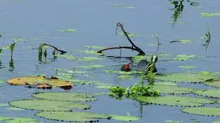 The Eurasian Coot (Fulica atra) and Its Chicks | Wetland Life