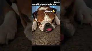 Weewee #dog #cute #sad #toy