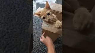 Cat is a best friend to play with #petlover #cat #catvideo #catlover #catshorts #playwithcats