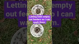 #honeybee #honeybees #bee #apiary