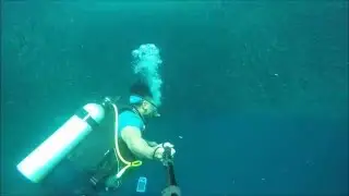 Sardines 2