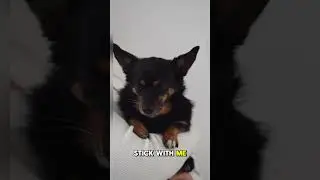 Simple Puppy Training Steps for Beginners &ndash; At-Home Basics 2026