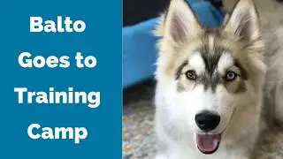 Siberian Husky Puppy Training by Rewarded Behavior Continues