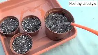 Grow Dates at home 🌱