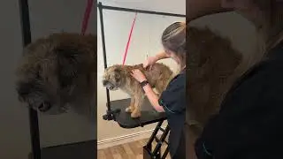 Controversial handstripping for george the border terrier! #borderterrier