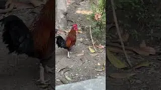 Pure desi hen