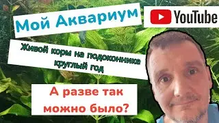Мой аквариум. Как я развожу дафнию моину