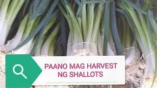 HARVESTING SHALLOTS (green onion) / AND PICKING VEGGIES FOR THE MARKET
