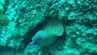 Honeycomb Moray Eel, in Al-Fahal Island, North Bay to south, Muscat, Oman 2/10/2008