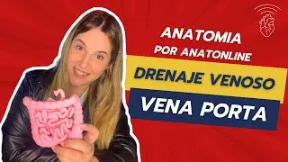 Curso completo de anatomia - Clase 38: Vena Porta