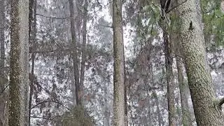 10 Hours Heavy Rain in Pine Forest 🌧️ Real Nature Sounds | No Ads • No AI • No Music