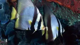 David Jones - Dubby