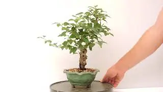V&iacute;deo 360&ordm; Bonsai Berchemia Racemosa.  BHR12