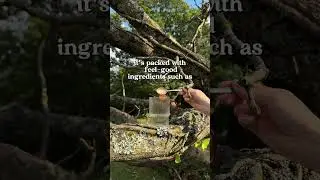 Why Is Everyone Talking About Mushroom Coffee?