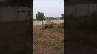 13 GUNNTA AGRICULTURE PLOT AVILABLE IN MURBAD BADLAPUR DAM ROAD VILLAGE .DEVPO RATE . 42L 9920444195