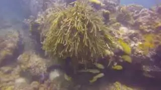 Monkey Point Snorkel in British Virgin Islands