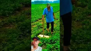 Trik menanam kacang tanah agar hasil melimpah #agriculture #farming @jelajahidunia06