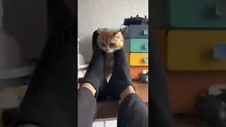 💃 Dance, kitty, dance! Watch as this adorable kitten gets its groove on with a little help from its