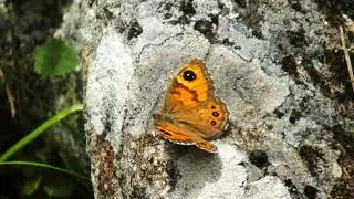 Nature Details