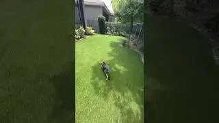 NO MORE YARD MAINTENANCE, NO MORE MUD TRACKS! PET FRIENDLY ARTIFICIAL GRASS INSTALL IN BOCA RATON