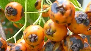 Pyracantha - Oranges Pomes - Eld&thorn;yrnir - Skrautrunnar - Appels&iacute;nugul ber - Gar&eth;agr&oacute;&eth;ur