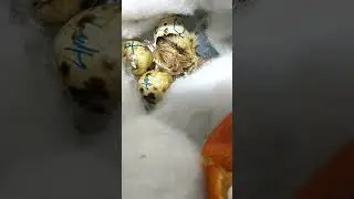 Complete video showing baby quail hatching. Une vid&eacute;o compl&egrave;te du naissance d'une b&eacute;b&eacute; caille