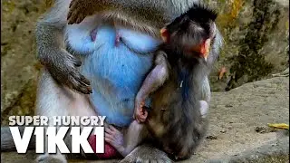 Trillion Pity Vikki!!! Little Baby Monkey Vikki Super Hungry - Violate Really Lazy Nursing