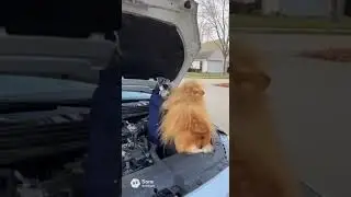 &ldquo;Dogs Started Car Repair&hellip; Then It Turned Into a Funny Fight 😂🚗🐶&rdquo;