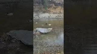 Splish Splash #ducks #naturesounds  #duckquacks #crow #nature #wildlife #watersounds #duckflying