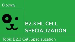 B2.3 HL Cell Specialisation [IB Biology HL]