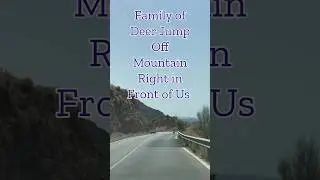 Deer Gracefully Climb Down Steep Cliff Right in Front of Our Car | Wild Moment in Spain  #spain