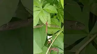 1712 #chill #music #lofi #songlyrics #song #cats #cat #cute #adorably #adoreble