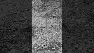 VOLUME UP! Buck grunts while searching for does! #buck #grunt #therut