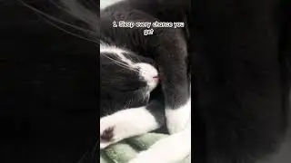 Are you a cat??? 🐈 🐱 #catproblems #kitten #cats  #funny #cat #viralshorts