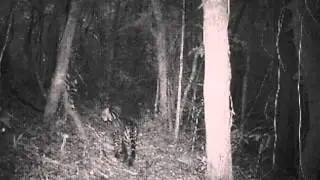 Ocelote (Leopardus pardalis) II