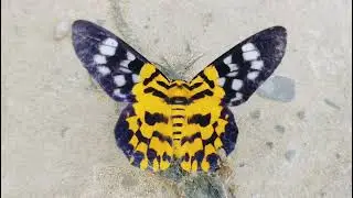 A False tiger moth feeding on a dead carcass of a garden lizard 