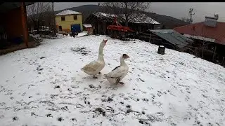 SOĞUK  BİR  KÖY SABAHINA  HOŞ GELDİNİZ ❄KAR   KİŞ 