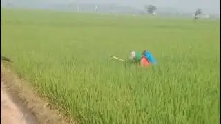 Padi mang ipul subur