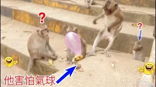 Monkey video Prank monkey #funny #monkey #monkeyvideo #animals #funnyanimal #monkeyshow #animals