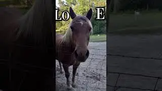 He is so cute ❤️❤️ #horse #equestrain #equestrian #equestrainlife #edit #equinelove
