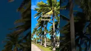 California dreaming&hellip;&hellip;. Nope, it&rsquo;s only Miami🌴🌴🌴Florida🌴