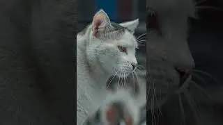 Stray Cats and a Street Photographer #cat #photography #aditi