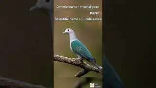 Scientific name of Imperial green pigeon