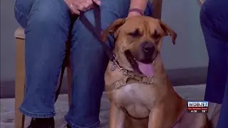 Pet Talk: National Disaster Preparedness Month