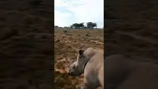 Best Moments of Wild Animals 2022 - New Video #shorts
