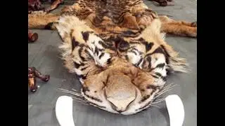 Tiger Awareness