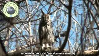 Lechuzon Orejudo Pseudoscops clamator