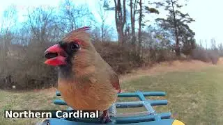 Fashionably Red Finches | Birds of Asheville | 01-24-2026
